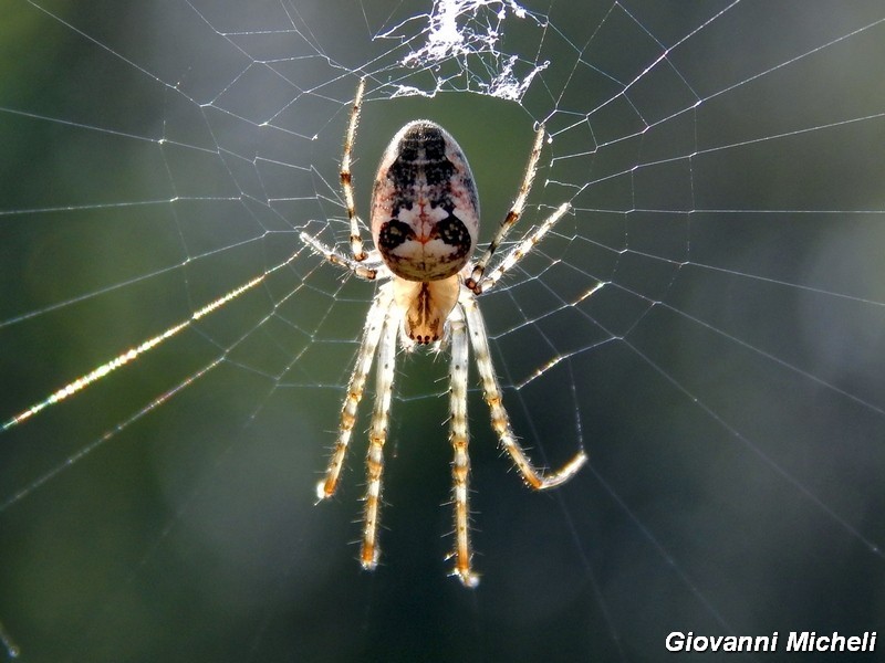 Serie di Araneae del Parco del Ticino